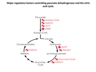 Major regulatory factors controlling pyruvate dehydrogenase and the citric
                                acid cycle.
 