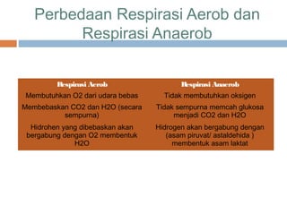 Perbedaan Respirasi Aerob dan
         Respirasi Anaerob


         Respirasi Aerob                 Respirasi Anaerob
Membutuhkan O2 dari udara bebas     Tidak membutuhkan oksigen
Membebaskan CO2 dan H2O (secara   Tidak sempurna memcah glukosa
          sempurna)                    menjadi CO2 dan H2O
  Hidrohen yang dibebaskan akan   Hidrogen akan bergabung dengan
 bergabung dengan O2 membentuk       (asam piruvat/ astaldehida )
              H2O                      membentuk asam laktat
 