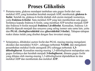 Proses Glikolisis
   Pertama-tama, glukosa mendapat tambahan satu gugus fosfat dari satu
    molekul ATP, yang kemudian berubah menjadi ADP, membentuk glukosa 6-
    fosfat. Setelah itu, glukosa 6-fosfat diubah oleh enzim menjadi isomernya,
    yaitu fruktosa 6-fosfat. Satu molekul ATP yang lain memberikan satu gugus
    fosfatnya kepada fruktosa 6-fosfat, yang membuat ATP tersebut menjadi ADP
    dan fruktosa 6-fosfat menjadi fruktosa 1,6-difosfat. Kemudian, fruktosa 1,6-
    difosfat dipecah menjadi dua senyawa yang saling isomer satu sama lain, yaitu
    dan PGAL (fosfogliseraldehid atau gliseraldehid 3-fosfat). Tahapan-tahapan
    reaksi diatas itulah yang disebut dengan fase investasi energi .

   Selanjutnya, dihidroksi aseton fosfat dan PGAL masing-masing mengalami
    oksidasi dan mereduksi NAD+, sehingga terbentuk NADH, dan mengalami
    penambahan molekul fosfat anorganik (Pi) sehingga terbentuk 1,3-
    difosfogliserat. Kemudian masing-masing 1,3-difosfogliserat melepaskan satu
    gugus fosfatnya dan berubah menjadi 3-fosfogliserat, dimana gugus fosfat
    yang dilepas oleh masing-masing 1,3-difosfogliserat dipindahkan ke dua
    molekul ADP dan membentuk dua molekul ATP.
 