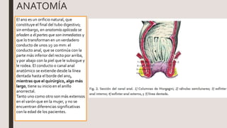 ANATOMÍA
El ano es un orificio natural, que
constituye el final del tubo digestivo;
sin embargo, en anatomía aplicada se
añaden a él partes que son inmediatas y
que lo transforman en un verdadero
conducto de unos 15-20 mm: el
conducto anal, que se continúa con la
parte más inferior del recto por arriba,
y por abajo con la piel que le subsigue y
le rodea. El conducto o canal anal
anatómico se extiende desde la línea
dentada hasta el borde del ano,
mientras que el quirúrgico, algo más
largo, tiene su inicio en el anillo
anorrectal.
Tanto uno como otro son más extensos
en el varón que en la mujer, y no se
encuentran diferencias significativas
con la edad de los pacientes.
 