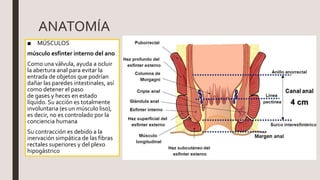 ANATOMÍA
■ MÚSCULOS
músculo esfínter interno del ano
Como una válvula, ayuda a ocluir
la abertura anal para evitar la
entrada de objetos que podrían
dañar las paredes intestinales, así
como detener el paso
de gases y heces en estado
líquido. Su acción es totalmente
involuntaria (es un músculo liso),
es decir, no es controlado por la
conciencia humana
Su contracción es debido a la
inervación simpática de las fibras
rectales superiores y del plexo
hipogástrico
 