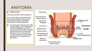 ANATOMÍA
■ MÚSCULOS
músculo esfínter interno del ano
es un músculo que se encuentra
en la parte inferior del recto en
el perineo posterior. Posee la
forma de un anillo aplanado.
■ Se inserta por detrás en el rafe
anococcígeo; o por delante en
el rafe anobulbar. Lo inerva
el nervio hemorroidal. Cumple
la función de ser constrictor
del ano. Es un músculo con
función voluntaria cuya tarea
principal es la expulsión de
las heces.
 