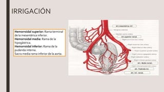 IRRIGACIÓN
Hemorroidal superior: Rama terminal
de la mesentérica inferior.
Hemorroidal media: Rama de la
hipogástrica.
Hemorroidal inferior: Rama de la
pudenda interna.
Sacra media rama inferior de la aorta.
 