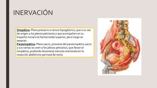 INERVACIÓN
Simpática: Plexo presacro o nervio hipogástrico, que a su vez
da origen a los plexos pelvianos y que acompañan en su
trayecto inicial a la hemorroidal superior, pero luego se
separan.
Parasimpática: Plexo sacro, proviene del parasimpático sacro
y sus ramas se unen a los plexos pelvianos, que llevan el
simpático, pudiendo lesionarse (nervios erectores) en la
resección abdómino-perineal de recto.
 