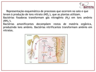 Representação esquemática de processos que ocorrem no solo e que
levam à produção de íons nitrato (NO3-), que as plantas utilizam.
Bactérias fixadoras transformam gás nitrogênio (N2) em íons amônio
(NH4+).
Bactérias amonificantes decompõem restos de matéria orgânica,
produzindo íons amônio. Bactérias nitrificantes transformam amônio em
nitratos.
 