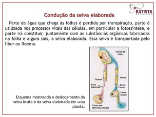 Condução da seiva elaborada
   Parte da água que chega às folhas é perdida por transpiração, parte é
utilizada nos processos vitais das células, em particular a fotossíntese, e
parte irá constituir, juntamente com as substâncias orgânicas fabricadas
na folha e alguns sais, a seiva elaborada. Essa seiva é transportada pelo
líber ou floema.




      Esquema mostrando o deslocamento da
    seiva bruta e da seiva elaborada em uma
                                      planta.
 