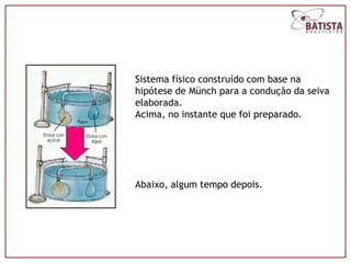 Sistema físico construído com base na
hipótese de Münch para a condução da seiva
elaborada.
Acima, no instante que foi preparado.




Abaixo, algum tempo depois.
 