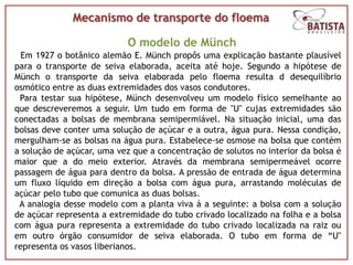 Mecanismo de transporte do floema

                            O modelo de Münch
  Em 1927 o botânico alemão E. Münch propôs uma explicação bastante plausível
para o transporte de seiva elaborada, aceita até hoje. Segundo a hipótese de
Münch o transporte da seiva elaborada pelo floema resulta d desequilíbrio
osmótico entre as duas extremidades dos vasos condutores.
 Para testar sua hipótese, Münch desenvolveu um modelo físico semelhante ao
que descreveremos a seguir. Um tudo em forma de "U" cujas extremidades são
conectadas a bolsas de membrana semipermiável. Na situação inicial, uma das
bolsas deve conter uma solução de açúcar e a outra, água pura. Nessa condição,
mergulham-se as bolsas na água pura. Estabelece-se osmose na bolsa que contém
a solução de açúcar, uma vez que a concentração de solutos no interior da bolsa é
maior que a do meio exterior. Através da membrana semipermeável ocorre
passagem de água para dentro da bolsa. A pressão de entrada de água determina
um fluxo líquido em direção a bolsa com água pura, arrastando moléculas de
açúcar pelo tubo que comunica as duas bolsas.
 A analogia desse modelo com a planta viva á a seguinte: a bolsa com a solução
de açúcar representa a extremidade do tubo crivado localizado na folha e a bolsa
com água pura representa a extremidade do tubo crivado localizada na raiz ou
em outro órgão consumidor de seiva elaborada. O tubo em forma de “U"
representa os vasos liberianos.
 