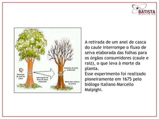 A retirada de um anel de casca
do caule interrompe o fluxo de
seiva elaborada das folhas para
os órgãos consumidores (caule e
raiz), o que leva à morte da
planta.
Esse experimento foi realizado
pioneiramente em 1675 pelo
biólogo italiano Marcello
Malpighi.
 