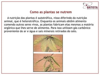 Como as plantas se nutrem
  A nutrição das plantas é autotrófica, nisso diferindo da nutrição
animal, que é heterotrófica. Enquanto os animais obtêm alimento
comendo outros seres vivos, as plantas fabricam elas mesmas a matéria
orgânica que lhes serve de alimento. Para isso utilizam gás carbônico
proveniente do ar e água e sais minerais retirados do solo.
 