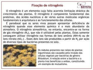 Fixação de nitrogênio
   O nitrogênio é um elemento cuja falta acarreta limitação drástica do
crescimento das plantas. O nitrogênio é componente fundamental das
proteínas, dos ácidos nucléicos e de várias outras moléculas orgânicas
fundamentais à arquitetura e ao funcionamento das células.
   É parodoxal que os seres vivos possam apresentar deficiência de
nitrogênio quando esse elemento químico é o mais abundante da
atmosfera. O nitrogênio atmosférico, no entanto, encontra-se na forma
de gás nitrogênio (N2), que não é utilizável pelas plantas. Estas somente
conseguem utilizar nitrogênio nas formas de íons amônio (NH+4) ou de
íons nitrato (NO3-) . Esses dois íons são produzidos a partir do N2 por ação
de diversos tipos de bactérias presentes no solo.


                              Os nódulos presentes nas raízes de plantas
                              leguminosas são causados pela invasão das
                              células vegetais por bactérias do gênero
                              Rhizobium. A relação entre a bactéria e a
                              planta traz benefícios a ambas, constituindo
                              um exemplo de mutualismo.
 