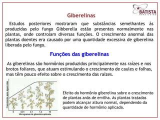Giberelinas
   Estudos posteriores mostraram que substâncias semelhantes às
produzidas pelo fungo Gibberella estão presentes normalmente nas
plantas, onde controlam diversas funções. O crescimento anormal das
plantas doentes era causado por uma quantidade excessiva de giberelina
liberada pelo fungo.

                     Funções das giberelinas
As giberelinas são hormônios produzidos principalmente nas raízes e nos
brotos foliares, que atuam estimulando o crescimento de caules e folhas,
mas têm pouco efeito sobre o crescimento das raízes.



                           Efeito do hormônio giberelina sobre o crescimento
                           de plantas anãs de ervilha. As plantas tratadas
                           podem alcançar altura normal, dependendo da
                           quantidade de hormônio aplicada.
 