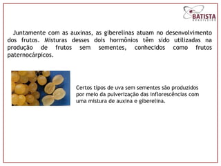 Juntamente com as auxinas, as giberelinas atuam no desenvolvimento
dos frutos. Misturas desses dois hormônios têm sido utilizadas na
produção de frutos sem sementes, conhecidos como frutos
paternocárpicos.




                      Certos tipos de uva sem sementes são produzidos
                      por meio da pulverização das inflorescências com
                      uma mistura de auxina e giberelina.
 