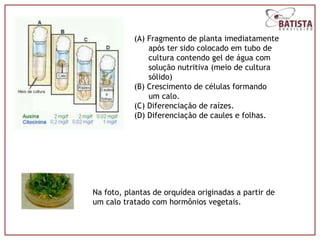 (A) Fragmento de planta imediatamente
               após ter sido colocado em tubo de
               cultura contendo gel de água com
               solução nutritiva (meio de cultura
               sólido)
           (B) Crescimento de células formando
               um calo.
           (C) Diferenciação de raízes.
           (D) Diferenciação de caules e folhas.




Na foto, plantas de orquídea originadas a partir de
um calo tratado com hormônios vegetais.
 