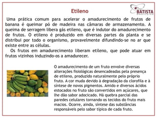 Etileno
 Uma prática comum para acelerar o amadurecimento de frutos de
banana é queimar pó de madeira nas câmaras de armazenamento. A
queima de serragem libera gás etileno, que é indutor do amadurecimento
de frutos. O etileno é produzido em diversas partes da planta e se
distribui por todo o organismo, provavelmente difundindo-se no ar que
existe entre as células.
   Os frutos em amadurecimento liberam etileno, que pode atuar em
frutos vizinhos induzindo-os a amadurecer.

                       O amadurecimento de um fruto envolve diversas
                       alterações fisiológicas desencadeadas pela presença
                       de etileno, produzido naturalmente pelo próprio
                       fruto. A cor muda devido à degradação da clorofila e à
                       síntese de novos pigmentos. Amido e diversos ácidos
                       estocados no fruto são convertidos em açúcares, que
                       lhe dão sabor adocicado. Há quebra parcial das
                       paredes celulares tornando os tecidos do fruto mais
                       macios. Ocorre, ainda, síntese das substâncias
                       responsáveis pelo sabor típico de cada fruto.
 