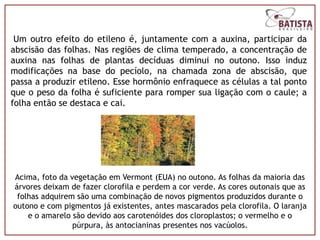 Um outro efeito do etileno é, juntamente com a auxina, participar da
abscisão das folhas. Nas regiões de clima temperado, a concentração de
auxina nas folhas de plantas decíduas diminui no outono. Isso induz
modificações na base do pecíolo, na chamada zona de abscisão, que
passa a produzir etileno. Esse hormônio enfraquece as células a tal ponto
que o peso da folha é suficiente para romper sua ligação com o caule; a
folha então se destaca e cai.




Acima, foto da vegetação em Vermont (EUA) no outono. As folhas da maioria das
árvores deixam de fazer clorofila e perdem a cor verde. As cores outonais que as
 folhas adquirem são uma combinação de novos pigmentos produzidos durante o
outono e com pigmentos já existentes, antes mascarados pela clorofila. O laranja
    e o amarelo são devido aos carotenóides dos cloroplastos; o vermelho e o
                púrpura, às antocianinas presentes nos vacúolos.
 