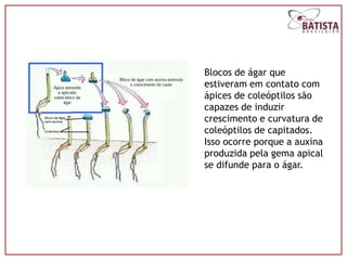Blocos de ágar que
estiveram em contato com
ápices de coleóptilos são
capazes de induzir
crescimento e curvatura de
coleóptilos de capitados.
Isso ocorre porque a auxina
produzida pela gema apical
se difunde para o ágar.
 