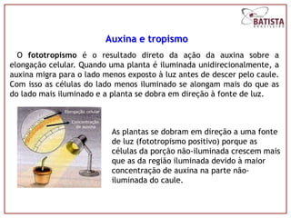 Auxina e tropismo
  O fototropismo é o resultado direto da ação da auxina sobre a
elongação celular. Quando uma planta é iluminada unidirecionalmente, a
auxina migra para o lado menos exposto à luz antes de descer pelo caule.
Com isso as células do lado menos iluminado se alongam mais do que as
do lado mais iluminado e a planta se dobra em direção à fonte de luz.



                           As plantas se dobram em direção a uma fonte
                           de luz (fototropismo positivo) porque as
                           células da porção não-iluminada crescem mais
                           que as da região iluminada devido à maior
                           concentração de auxina na parte não-
                           iluminada do caule.
 