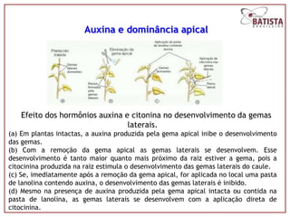 Auxina e dominância apical




   Efeito dos hormônios auxina e citonina no desenvolvimento da gemas
                                laterais.
(a) Em plantas intactas, a auxina produzida pela gema apical inibe o desenvolvimento
das gemas.
(b) Com a remoção da gema apical as gemas laterais se desenvolvem. Esse
desenvolvimento é tanto maior quanto mais próximo da raiz estiver a gema, pois a
citocinina produzida na raiz estimula o desenvolvimento das gemas laterais do caule.
(c) Se, imediatamente após a remoção da gema apical, for aplicada no local uma pasta
de lanolina contendo auxina, o desenvolvimento das gemas laterais é inibido.
(d) Mesmo na presença de auxina produzida pela gema apical intacta ou contida na
pasta de lanolina, as gemas laterais se desenvolvem com a aplicação direta de
citocinina.
 