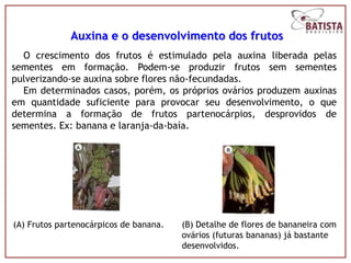 Auxina e o desenvolvimento dos frutos
  O crescimento dos frutos é estimulado pela auxina liberada pelas
sementes em formação. Podem-se produzir frutos sem sementes
pulverizando-se auxina sobre flores não-fecundadas.
  Em determinados casos, porém, os próprios ovários produzem auxinas
em quantidade suficiente para provocar seu desenvolvimento, o que
determina a formação de frutos partenocárpios, desprovidos de
sementes. Ex: banana e laranja-da-baía.




(A) Frutos partenocárpicos de banana.   (B) Detalhe de flores de bananeira com
                                        ovários (futuras bananas) já bastante
                                        desenvolvidos.
 