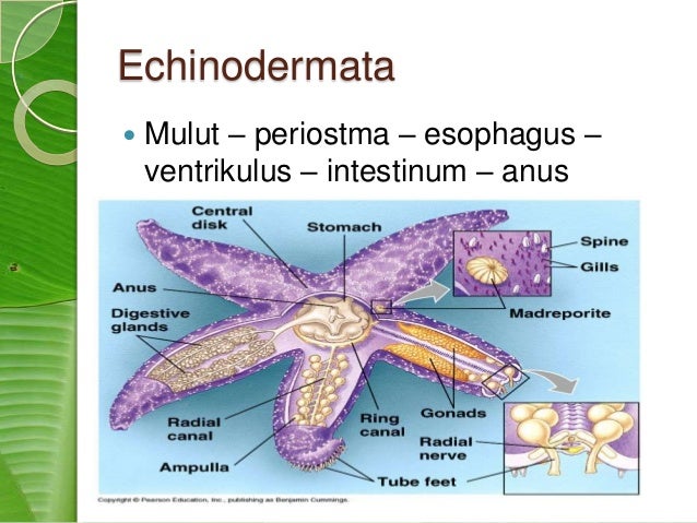  Gambar  Sistem Pencernaan Hewan  Echinodermata  Gambar  di 