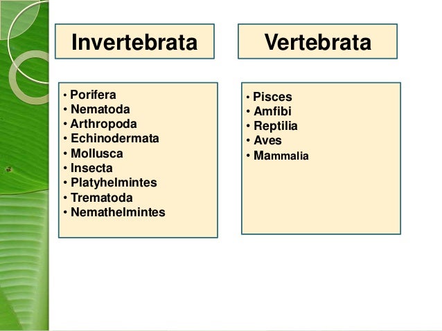 Sistem Pencernaan Hewan