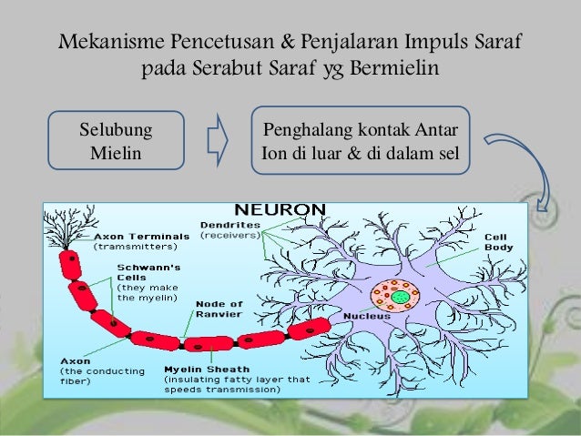 Makalah Sistem Saraf Pada Manusia Beserta Gambarnya / Gambar Alat