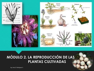 MÓDULO 2. LA REPRODUCCIÓN DE LAS
PLANTAS CULTIVADAS
Ing. Ana E. Rodríguez V.
1
 