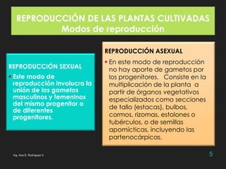 PPT - SISTEMAS REPRODUTIVOS DE PLANTAS CULTIVADAS PowerPoint Presentation -  ID:2435994
