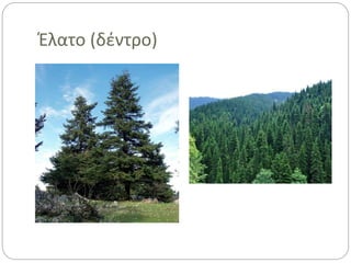 Έλατο (δέντρο)
 