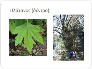 Πλάτανος (δέντρο)
 