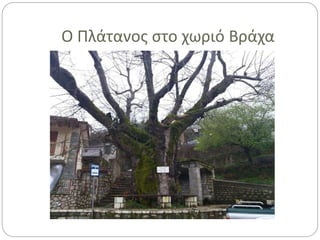 Ο Πλάτανος στο χωριό Βράχα
 