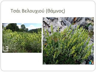 Τσάι Βελουχιού (θάμνος)
 