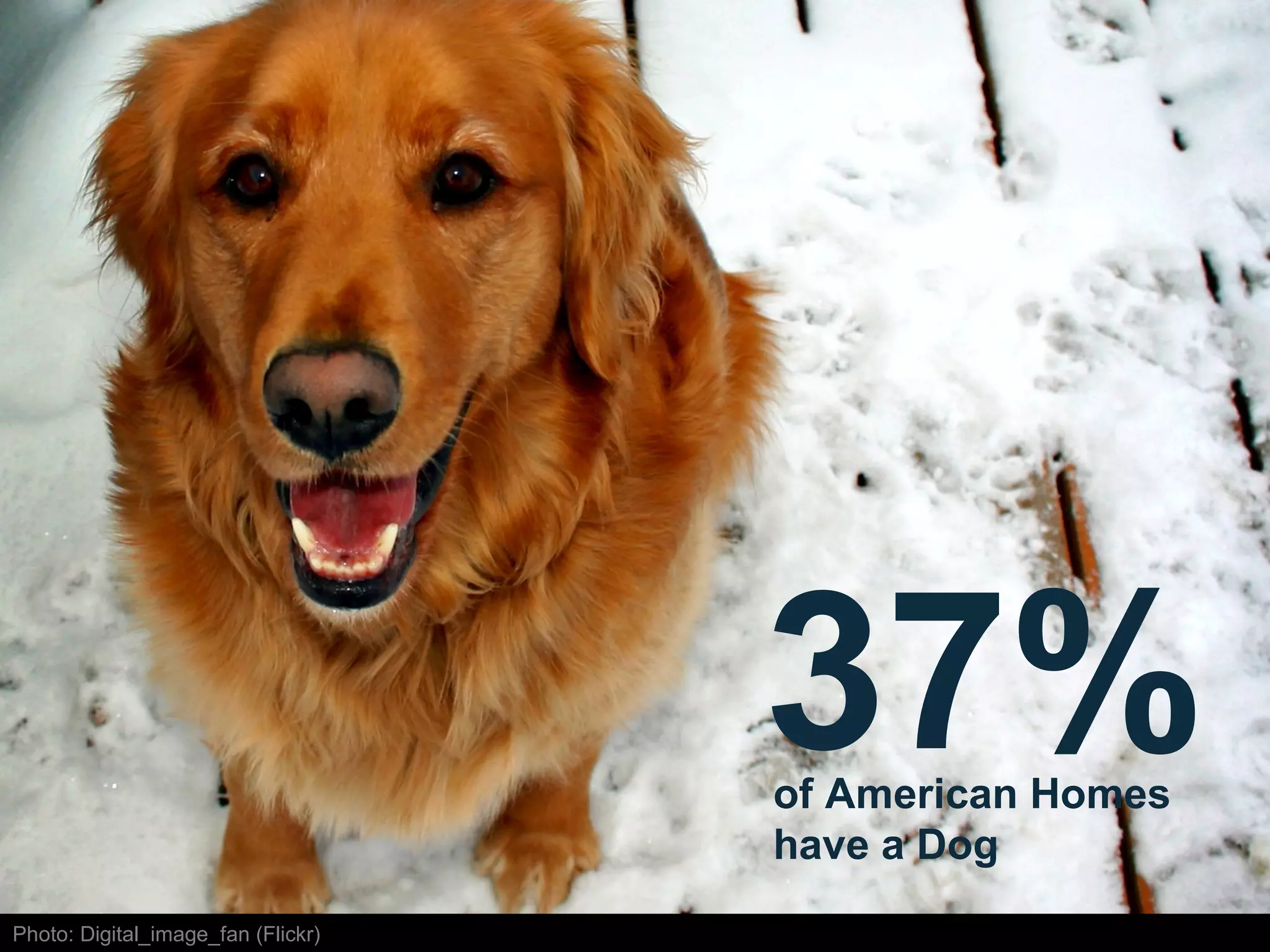 37% of American Homes have a Dog Photo: Digital_image_fan (Flickr) 