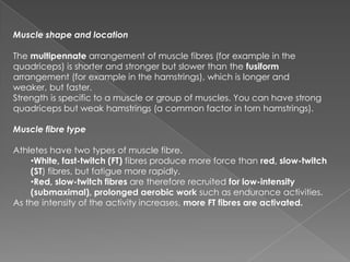Muscle shape and location

The multipennate arrangement of muscle fibres (for example in the
quadriceps) is shorter and stronger but slower than the fusiform
arrangement (for example in the hamstrings), which is longer and
weaker, but faster.
Strength is specific to a muscle or group of muscles. You can have strong
quadriceps but weak hamstrings (a common factor in torn hamstrings).

Muscle fibre type

Athletes have two types of muscle fibre.
    •White, fast-twitch (FT) fibres produce more force than red, slow-twitch
    (ST) fibres, but fatigue more rapidly.
    •Red, slow-twitch fibres are therefore recruited for low-intensity
    (submaximal), prolonged aerobic work such as endurance activities.
As the intensity of the activity increases, more FT fibres are activated.
 