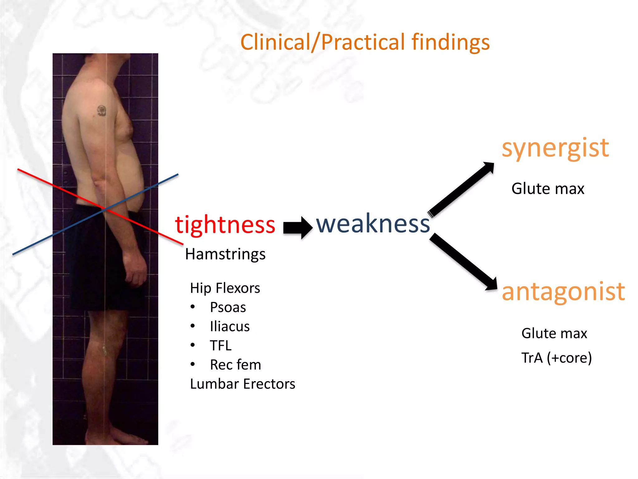 Clinical/Practical findings



                                      synergist
                                      Glute max

tightness          weakness
Hamstrings
 Hip Flexors
 • Psoas
                                      antagonist
 • Iliacus                             Glute max
 • TFL
 • Rec fem                             TrA (+core)
 Lumbar Erectors
 
