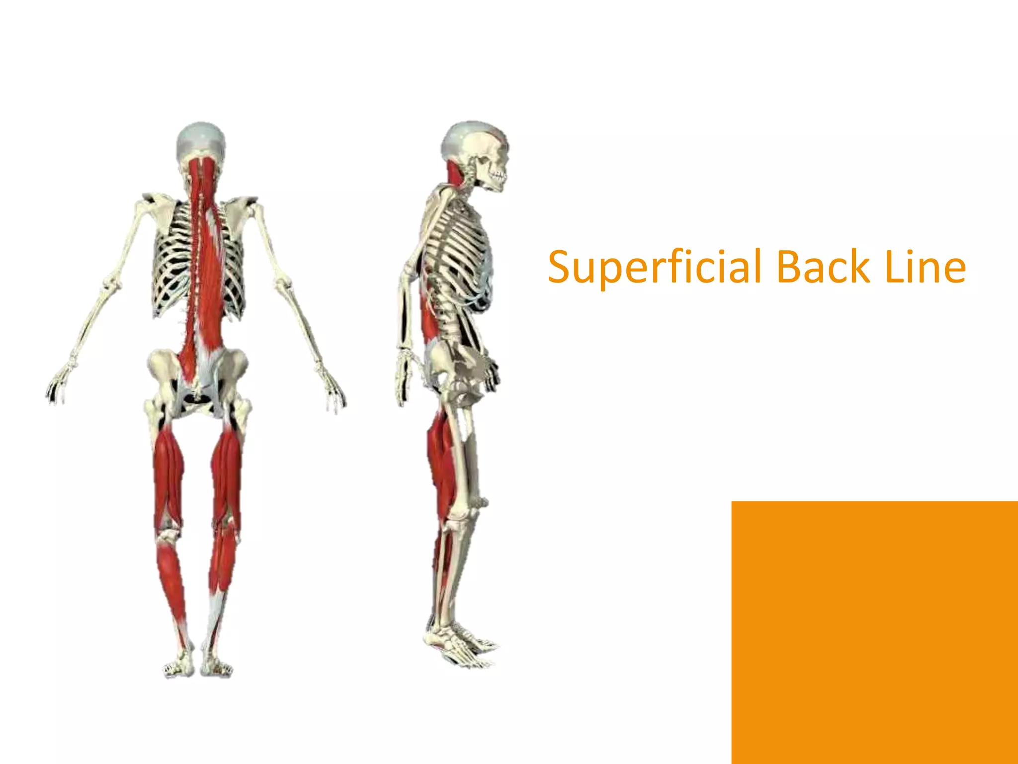 Superficial Back Line
 