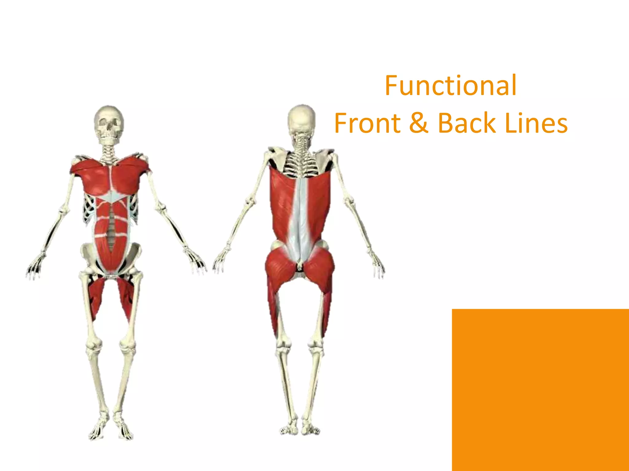 Functional
Front & Back Lines
 