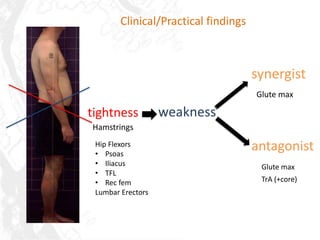 Clinical/Practical findings



                                      synergist
                                      Glute max

tightness          weakness
Hamstrings
 Hip Flexors
 • Psoas
                                      antagonist
 • Iliacus                             Glute max
 • TFL
 • Rec fem                             TrA (+core)
 Lumbar Erectors
 