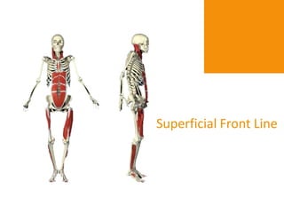 Superficial Front Line
 