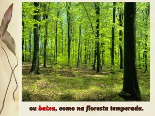 ouou baixabaixa, como na floresta temperada., como na floresta temperada.
 