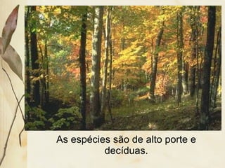 As espécies são de alto porte e
decíduas.
 