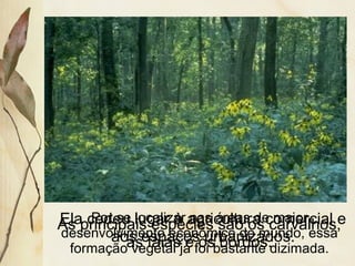 As principais espécies são os carvalhos,
as faias e os bordos.
Por se localizar nas áreas de maior
desenvolvimento econômico do mundo, essa
formação vegetal já foi bastante dizimada.
Ela cedeu lugar à agricultura comercial e
aos espaços urbanizados.
 