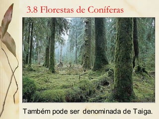 3.8 Florestas de Coníferas
Também pode ser denominada de Taiga.
 