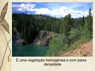 É uma vegetação homogênea e com baixa
densidade.
 
