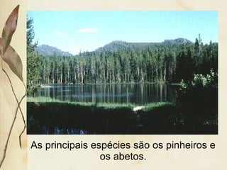 As principais espécies são os pinheiros e
os abetos.
 
