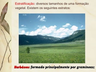 Estratificação: diversos tamanhos de uma formação
vegetal. Existem os seguintes estratos:
Herbáceo:Herbáceo: formado principalmente por gramíneas;formado principalmente por gramíneas;
 