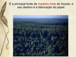 É a principal fonte de madeira mole do mundo, e
seu destino é a fabricação do papel.
 