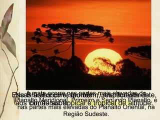 A mata ocorre nas partes mais elevadas do
Planalto Meridional, Primeiro e Segundo Planalto, e
nas partes mais elevadas do Planalto Oriental, na
Região Sudeste.
No Brasil ocorre, também, uma floresta de
coníferas: a Mata com Araucária.
Essas áreas correspondem, respectivamente,
aos climas subtropical e tropical de altitude.
 