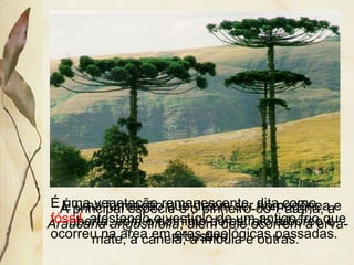 A principal espécie é o pinheiro-do-Paraná, a
Araucaria angustifolia, além dele ocorrem a erva-
mate, a canela, a imbuia e outras.
É uma formação que dizem ser homogênea e
aberta, com o domínio do estrato arbóreo e
arbustivo.
É uma vegetação remanescente, dita como
fóssil, atestando o vestígio de um antigo frio que
ocorreu na área em eras geológicas passadas.
 